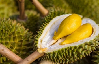 Sầu riêng Ri6 “cháy hàng” tại Australia