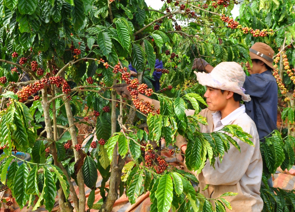 instant coffee instant results