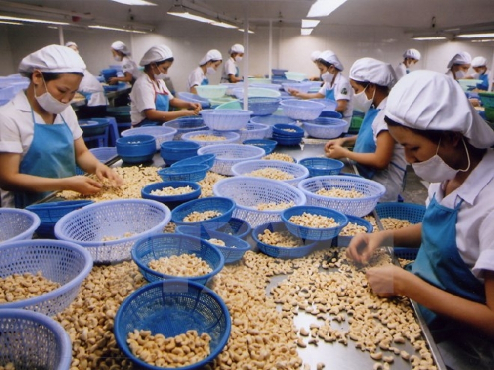 cracking the paradox of the cashew sector