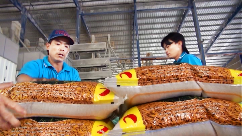 Rice export decline highlights need for strategy shift rice export decline highlights need for strategy shift