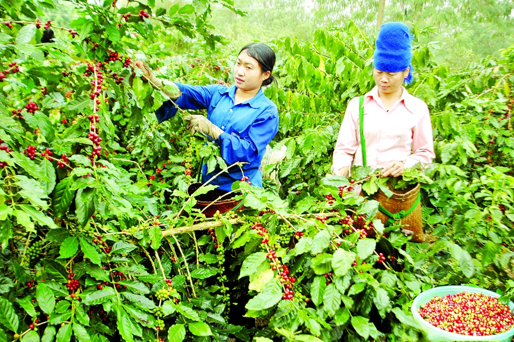 Vietnam, New Zealand see robust growth in trade relations vietnam new zealand see robust growth in trade relations