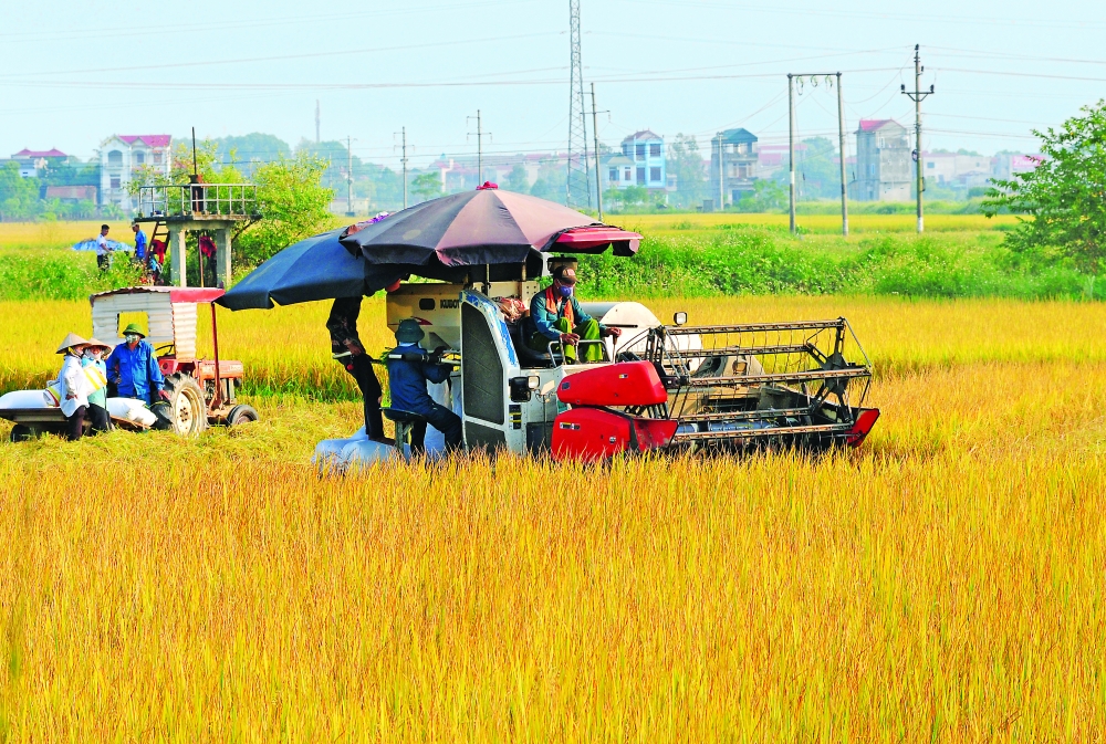 new decree facilitates direct rice exports