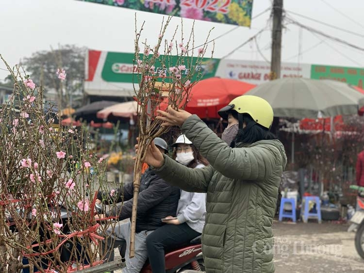 Nhiều người dân Hà Nội có thói quen mua đào về chơi Tết từ rất sớm