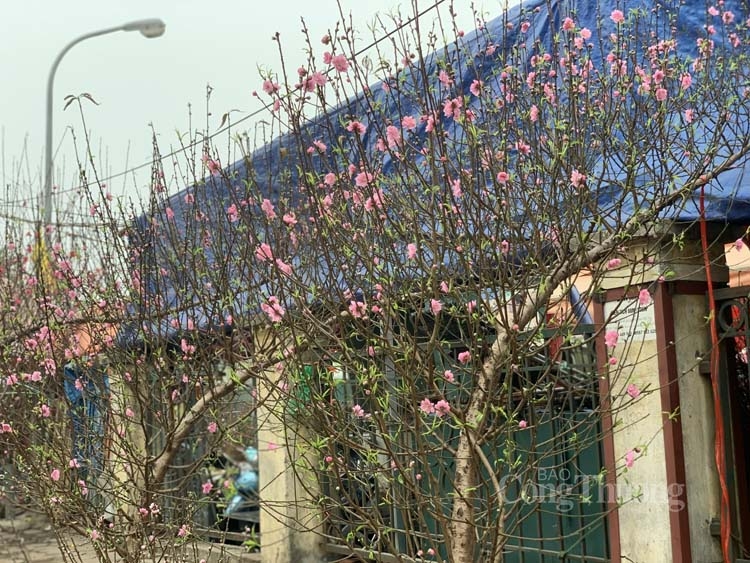 Đào Nhật Tân được mùa, vắng khách