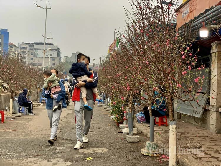 Đào Nhật Tân được mùa, vắng khách