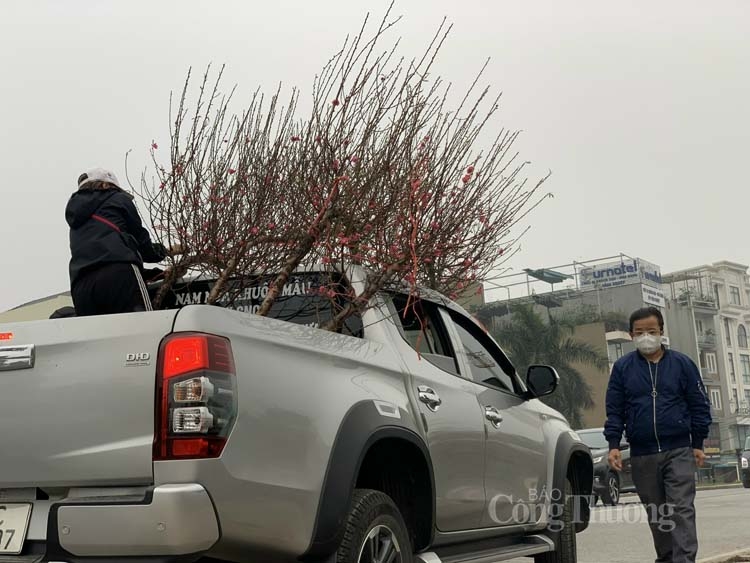 Đào Nhật Tân được mùa, vắng khách