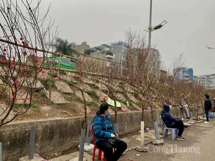 Đào Nhật Tân được mùa, vắng khách