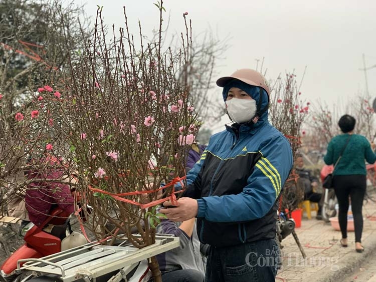 Đào Nhật Tân được mùa, vắng khách