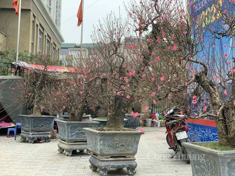 Đào Nhật Tân được mùa, vắng khách