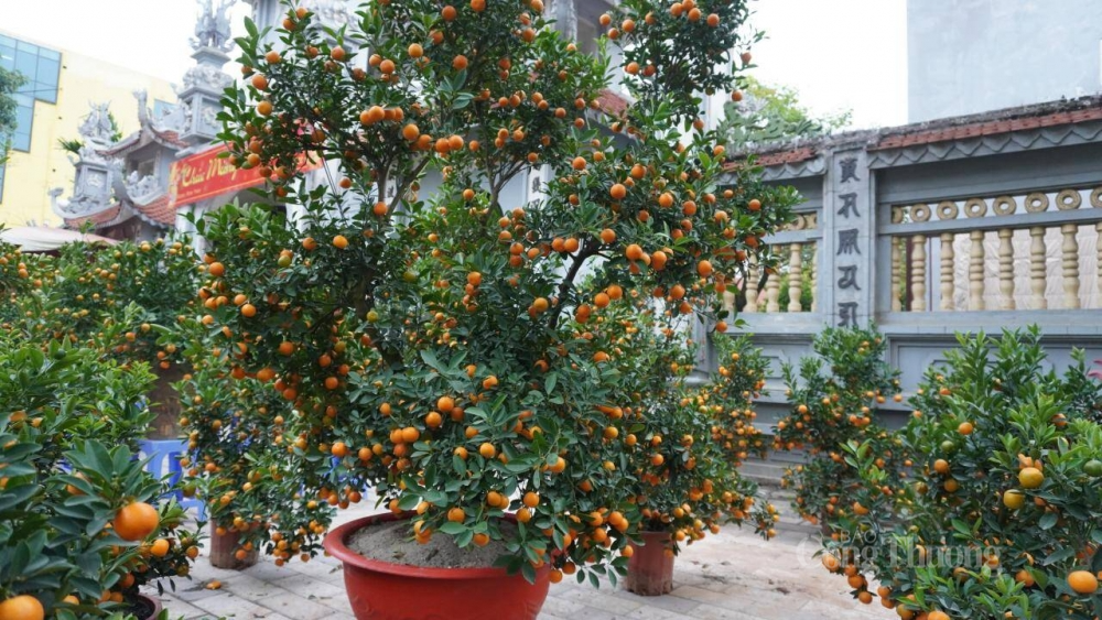 . Cây quất biểu tượng cho sức khỏe, bình an, trường thọ và tài lộc nên được khá nhiều người lựa chọn.