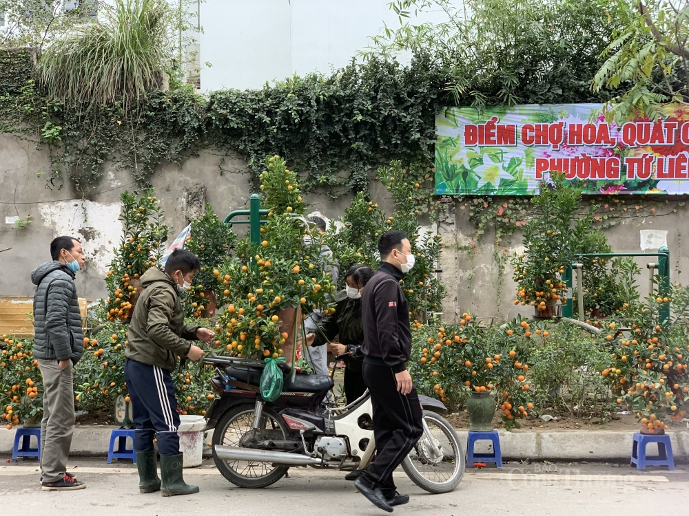 Dòng quất chậu giá dao động trong khoảng từ 400 – 900 nghìn đồng một chậu tùy dáng thế của cây. Giá những cây quất kích thước lớn, thế đẹp tới 3 triệu đồng.