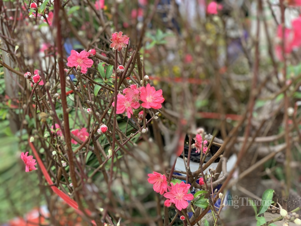 Năm nay, thời tiết Thủ đô những ngày cân Tết rất thuận lợi cho người dân kinh doanh đào Tết.