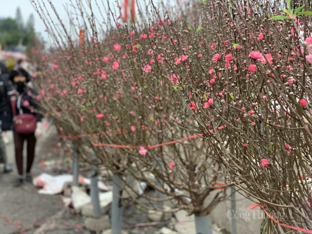 Thời điểm này đang rất thuận lợi cho cây đào ra thị trường hoa Tết. Song điều lo lắng nhất của người nông dân vẫn là sự biến động của thị trường khi dịch bệnh Covid-19 đang có diễn biến rất phức tạp, ảnh hưởng đến sức tiêu thụ.