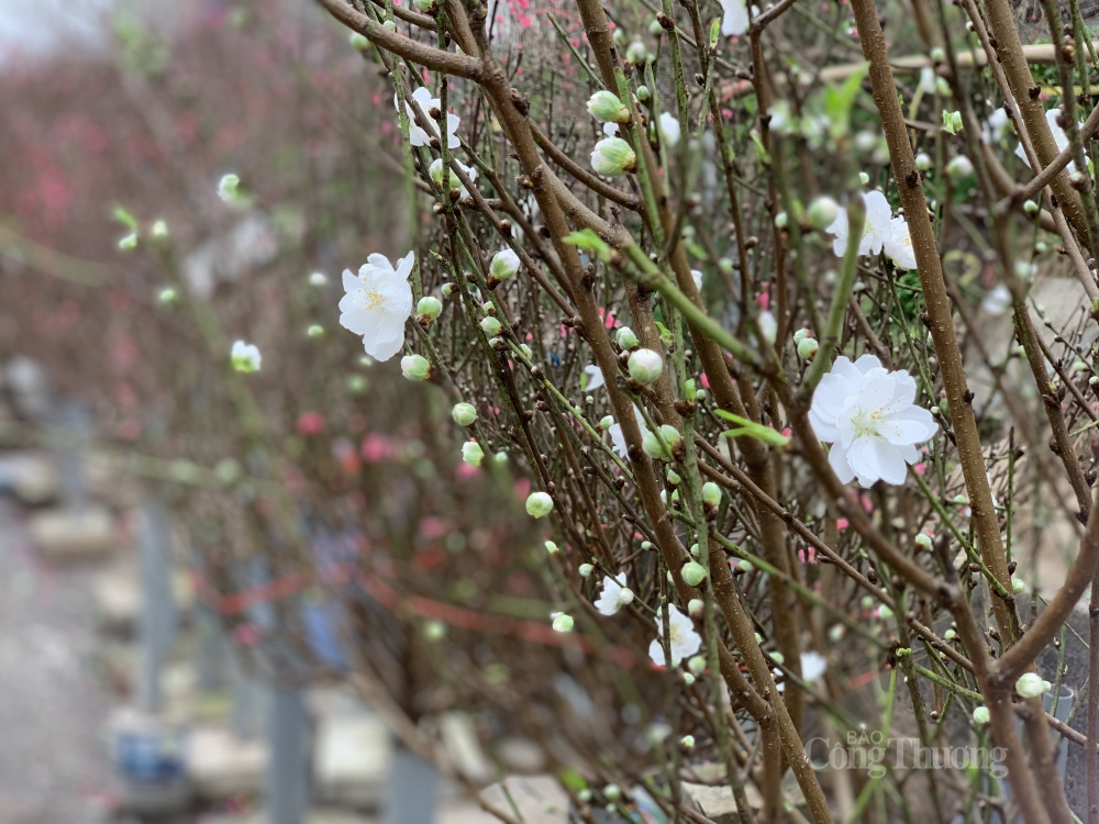 Cùng với nhiều loại cây cảnh, hoa xuân đón Tết Nguyên đán Nhâm Dần 2022, giới sành chơi hoa lại đi tìm cho được những cây đào Thất Thốn hay những chậu nhất chi mai để đón mùa xuân về.