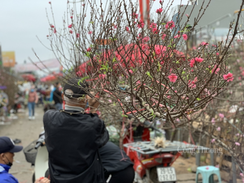 "Thủ phủ" đào, quất Hà Nội nhộn nhịp ngày cuối năm