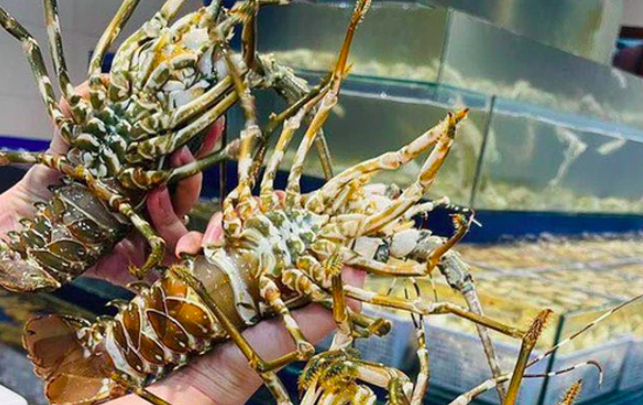 Tôm hùm được một cửa hàng tại Hà Nội bán với giá rẻ để