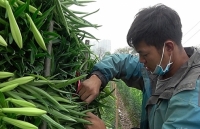 Người nông dân “điêu đứng” vì mùa hoa trượt giá