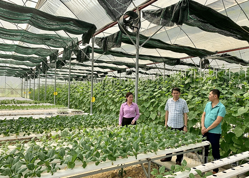 sản xuất rau thủy canh của HTX Ngọc Bích