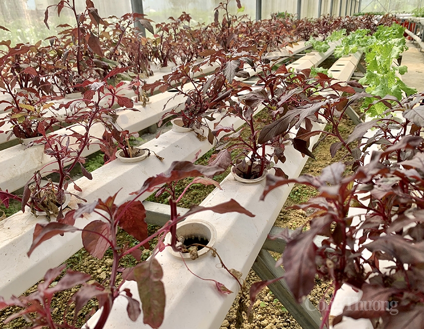 Rau được trồng 