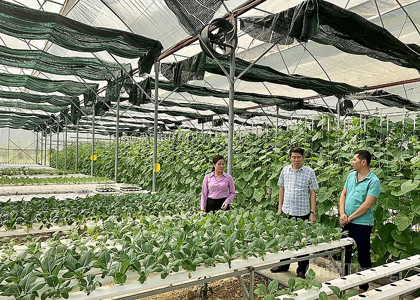 sản xuất rau thủy canh của HTX Ngọc Bích