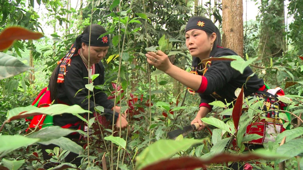  Lào Cai phát triển dược liệu thành cây trồng mũi nhọn