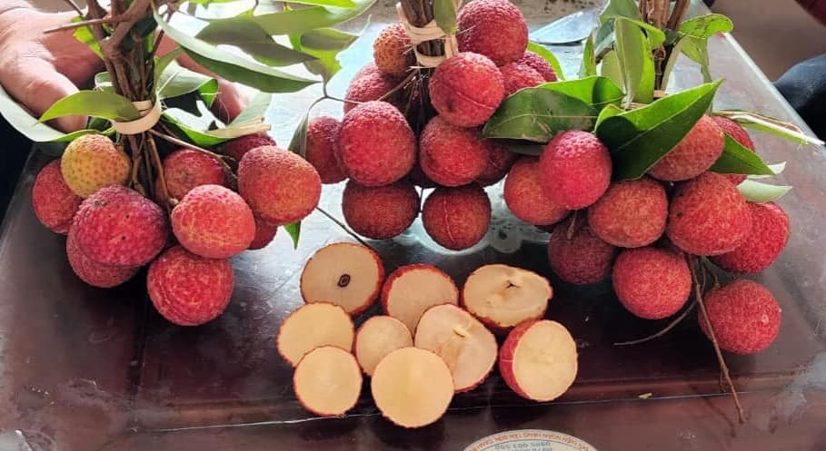 Bắc Giang trồng được vải thiều không hạt Bắc Giang trồng được vải thiều không hạt