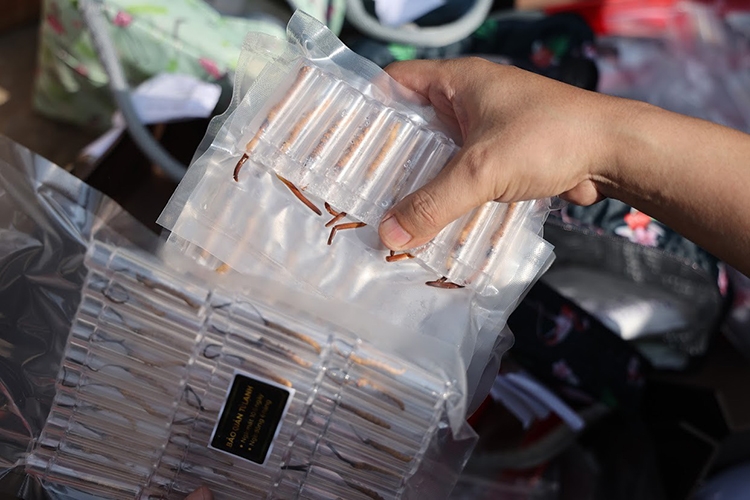 480 con Đông trùng hạ thảo trong đợt bắt giữ gần đây tại 1 căn hộ chung cư ở Hà Nội là 1 trong những mặt hàng nằm trong đợt tiêu hủy lần này 480 con Đông trùng hạ thảo trong đợt bắt giữ gần đây tại 1 căn hộ chung cư ở Hà Nội là 1 trong những mặt hàng nằm trong đợt tiêu hủy lần này