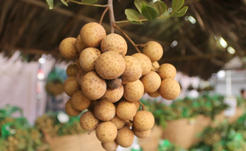 75-tan-nhan-viet-nam-cap-cang-uc-chuan-bi-cho-chuong-trinh-nhan-viet-nam-minh