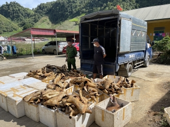 Sơn La: Phát hiện 1 tấn sản phẩm động vật không rõ nguồn gốc