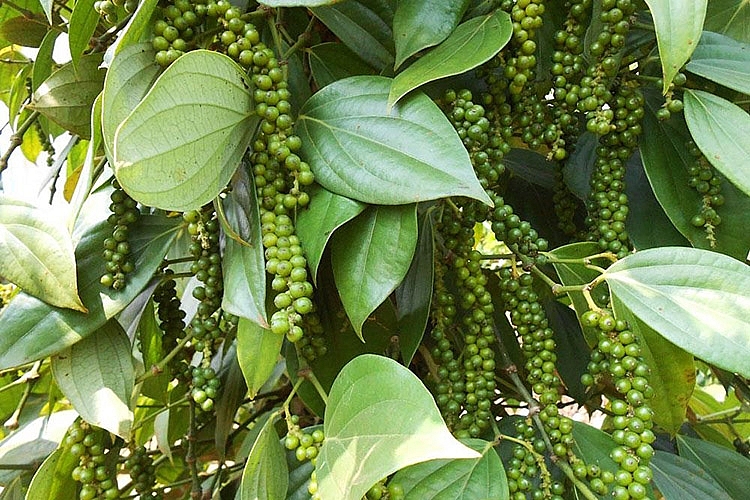 Giá tiêu hôm nay 1/8: Giá tiêu tăng 500 đồng/kg tại các địa phương Giá tiêu hôm nay 1/8: Giá tiêu tăng 500 đồng/kg tại các địa phương