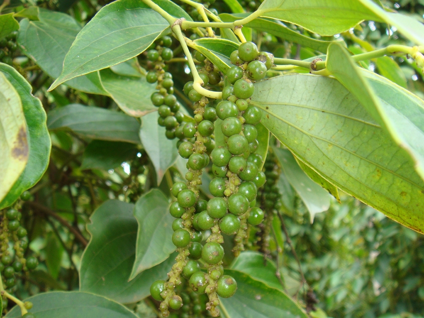 Giá tiêu hôm nay 1/12: Giá tiêu nằm trong khoảng 56.000 - 59.000 đồng/kg 1717-hat-tieu