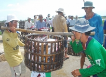Chặng đường hồi phục chông chênh của thủy sản