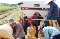 Cân đối nguồn vốn đáp ứng cho doanh nghiệp vay mua thóc gạo