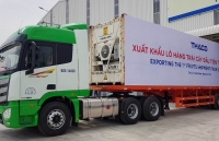 30 container chuối trị giá hơn nửa triệu “đô” được xuất khẩu từ Quảng Nam