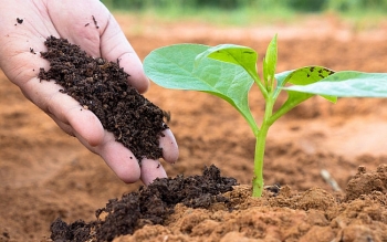 Thế khó của doanh nghiệp sản xuất phân bón trong nước