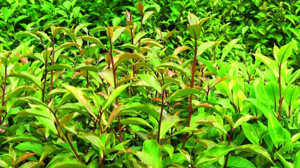 Báu vật xứ chè bau vat xu che