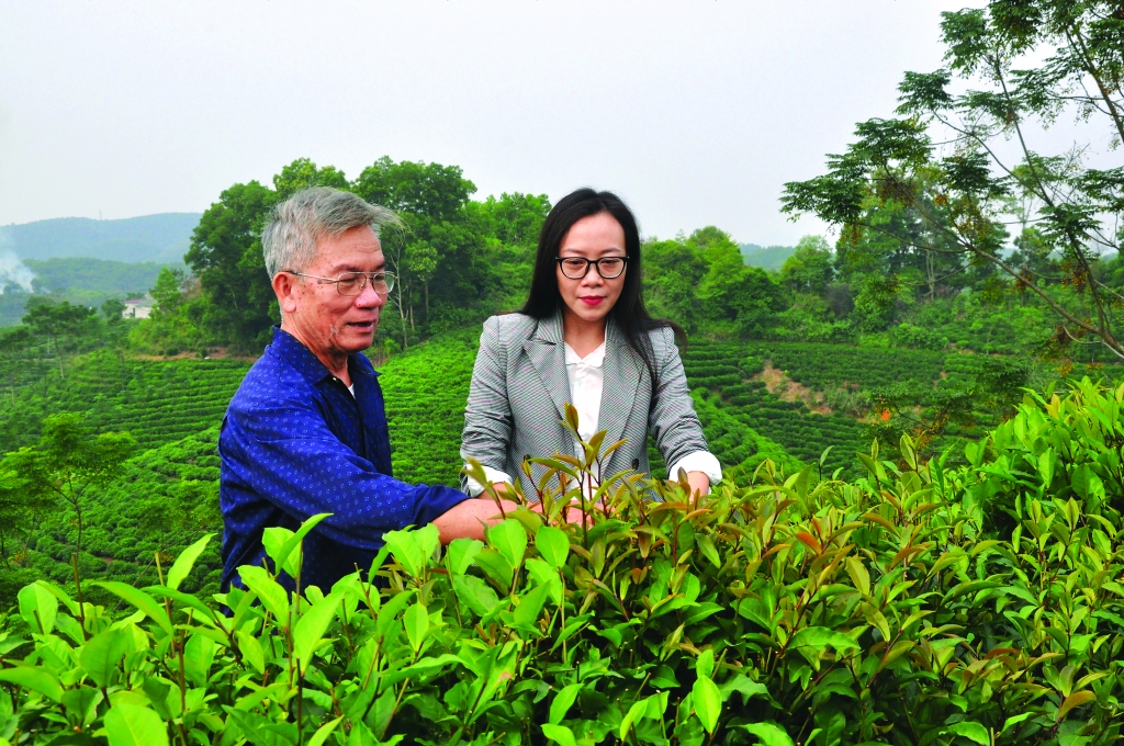 Báu vật xứ chè bau vat xu che