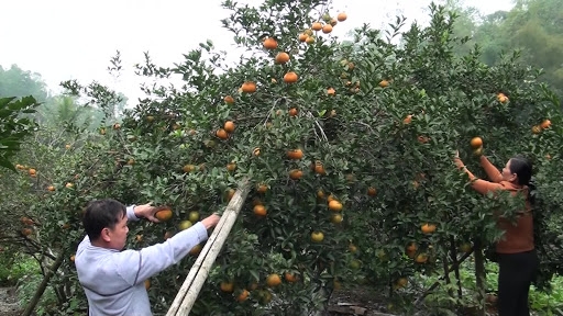 Hà Tĩnh: Niềm vui nhân đôi ha tinh niem vui nhan doi