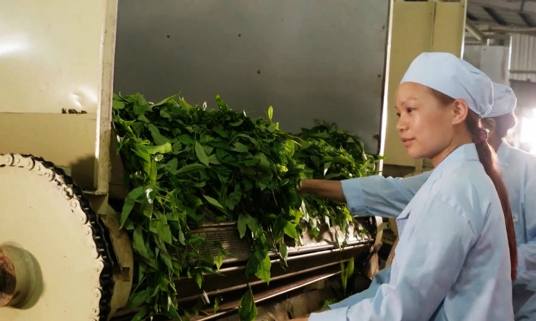 Ưu tiên chế biến sâu uu tien che bien sau