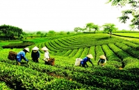 Ngành Công Thương Lai Châu: Nỗ lực ổn định sản xuất, xuất khẩu