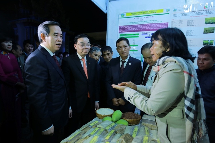 Gieo "mùa vàng" trên đất mặn gieo mua vang tren dat man