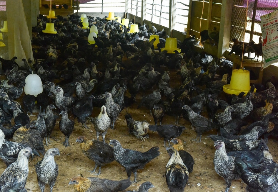 undefined 0132-ga-xuong-den-yen-bai