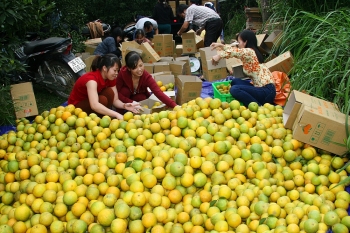 Cam Cao Phong (Hòa Bình): Từng bước khẳng định thương hiệu
