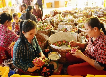 Bảo hộ chỉ dẫn địa lý thanh long Bình Thuận: 