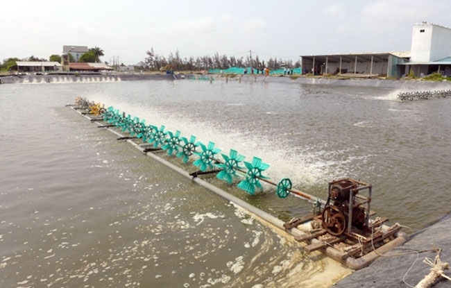 undefined 2612-104-sang-kiyn-cyi-tiyn-gian-quyt-tyo-o-xi-de-tiet-kiem-dien-trong-nuoi-tom-o-can-tho