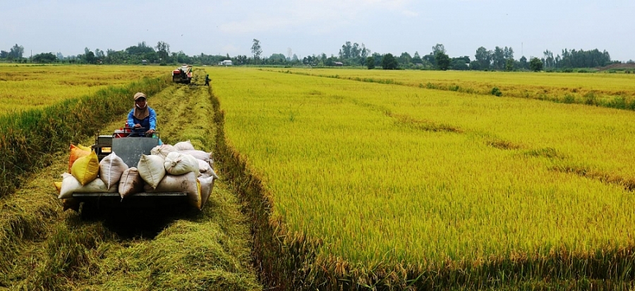 Mở “luồng xanh” cho vận tải đường thủy để tiêu thụ lúa gạo Mở “luồng xanh” cho vận tải đường thủy để tiêu thụ lúa gạo