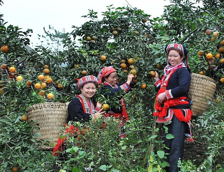 Phát triển kinh tế vùng đồng bào dân tộc thiểu số: Từ chính sách đến thực tiễn