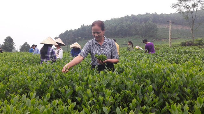 Người hiện thực hóa “giấc mơ APEC” cho chè La Bằng nguoi hien thuc hoa giac mo apec cho che la bang