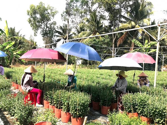 Làng hoa Cái Mơn (Bến Tre): Rộn ràng đón tết ron rang don tet