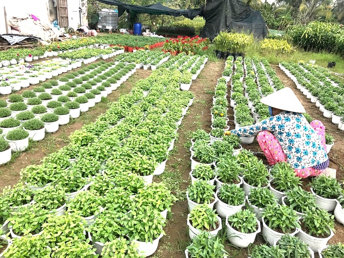 Làng hoa Cái Mơn (Bến Tre): Rộn ràng đón tết ron rang don tet